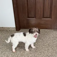 Chico chocolate and white, a male Havanese for sale in Nappanee, IN – Photo 1 of 9