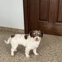 Chico chocolate and white, a male Havanese for sale in Nappanee, IN – Photo 6 of 9
