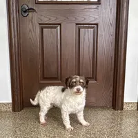Chico chocolate and white, a male Havanese for sale in Nappanee, IN – Photo 5 of 9