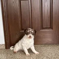 Chico chocolate and white, a male Havanese for sale in Nappanee, IN – Photo 3 of 9