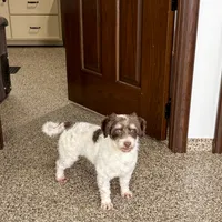 Chico chocolate and white, a male Havanese for sale in Nappanee, IN – Photo 7 of 9