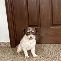Chico chocolate and white, a male Havanese for sale in Nappanee, IN – Photo 4 of 9