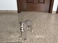 Olive, a female Italian Greyhound for sale in Nappanee, IN – 4 of 9
