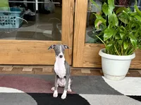 Olive, a female Italian Greyhound for sale in Nappanee, IN – 8 of 10