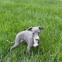 Cynthia, a female Italian Greyhound for sale in Nappanee, IN – Photo 7 of 7