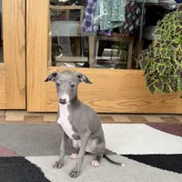 Cynthia, a female Italian Greyhound for sale in Nappanee, IN – Photo 5 of 7