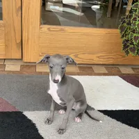 Cynthia, a female Italian Greyhound for sale in Nappanee, IN – Photo 4 of 7