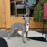 Cynthia, a female Italian Greyhound for sale in Nappanee, IN – Photo 1 of 7