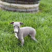 Cynthia, a female Italian Greyhound for sale in Nappanee, IN – Photo 6 of 7