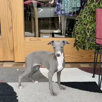 Cynthia, a female Italian Greyhound for sale in Nappanee, IN – Photo 2 of 7