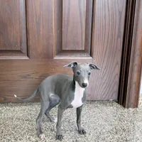 Cynthia, a female Italian Greyhound for sale in Nappanee, IN – Photo 3 of 7
