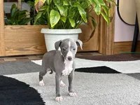 Georgie, a female Italian Greyhound for sale in Nappanee, IN – 4 of 10