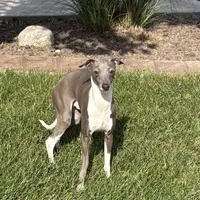 Brad, a male Italian Greyhound for sale in Nappanee, IN – Photo 4 of 6