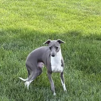 Brad, a male Italian Greyhound for sale in Nappanee, IN – Photo 3 of 6