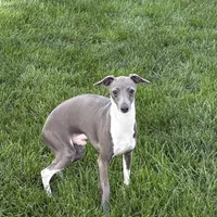 Brad, a male Italian Greyhound for sale in Nappanee, IN – Photo 6 of 6
