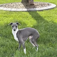 Brad, a male Italian Greyhound for sale in Nappanee, IN – Photo 2 of 6