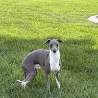 Brad, a male Italian Greyhound for sale in Nappanee, IN – Photo 1 of 6