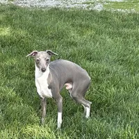 Brad, a male Italian Greyhound for sale in Nappanee, IN – Photo 5 of 6