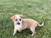 Cory, a male Havanese and Italian Greyhound for sale in Nappanee, IN – 4 of 10