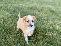 Cory, a male Havanese and Italian Greyhound for sale in Nappanee, IN – 3 of 10