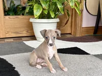 Leora, a female Italian Greyhound for sale in Nappanee, IN – 1 of 10