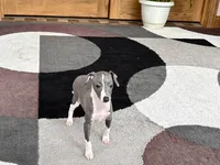 Gabby , a female Italian Greyhound for sale in Nappanee, IN – 3 of 7
