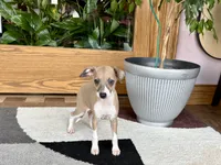 Sally, a female Italian Greyhound for sale in Nappanee, IN – 6 of 7