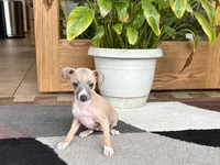 Janie, a female Italian Greyhound for sale in Nappanee, IN – 2 of 10