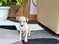 Janie, a female Italian Greyhound for sale in Nappanee, IN – 4 of 10