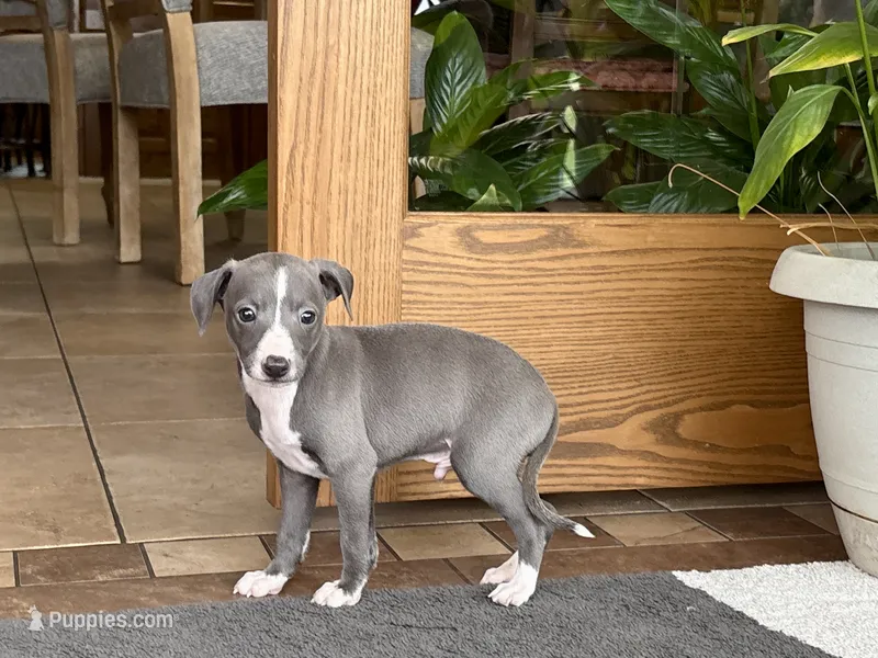 Georgie – Italian Greyhound puppy for sale in Nappanee, IN