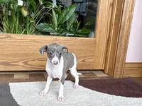 Shadow , a male Italian Greyhound for sale in Nappanee, IN – Photo 7 of 9