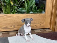 Shadow , a male Italian Greyhound for sale in Nappanee, IN – Photo 3 of 9