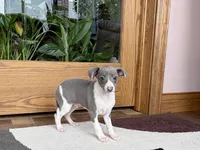 Shadow , a male Italian Greyhound for sale in Nappanee, IN – Photo 8 of 9