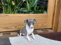 Shadow , a male Italian Greyhound for sale in Nappanee, IN – Photo 6 of 9