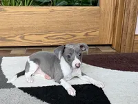 Shadow , a male Italian Greyhound for sale in Nappanee, IN – Photo 2 of 9