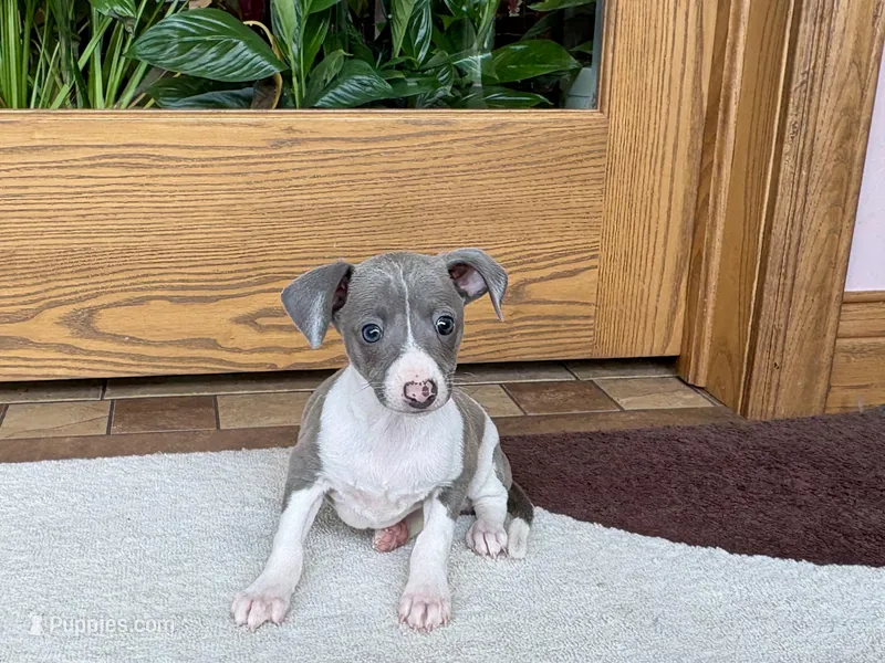 Shadow  – Italian Greyhound puppy for sale in Nappanee, IN