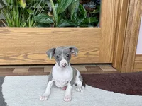 Shadow , a male Italian Greyhound for sale in Nappanee, IN – Photo 4 of 9