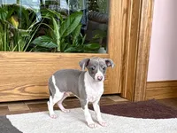 Shadow , a male Italian Greyhound for sale in Nappanee, IN – Photo 1 of 9