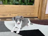 Shadow , a male Italian Greyhound for sale in Nappanee, IN – Photo 9 of 9