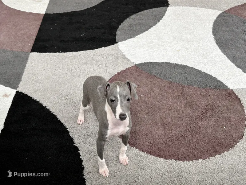 Gabby  – Italian Greyhound puppy for sale in Nappanee, IN