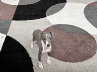 Gabby , a female Italian Greyhound for sale in Nappanee, IN – 6 of 7