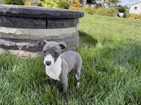 Donna , a female Italian Greyhound for sale in Nappanee, IN – 6 of 9