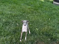 Georgia, a female Italian Greyhound for sale in Nappanee, IN – 4 of 9