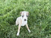 Leona, a female Italian Greyhound for sale in Nappanee, IN – 8 of 8
