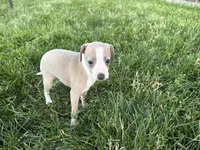 Leona, a female Italian Greyhound for sale in Nappanee, IN – 5 of 8