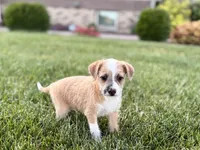 Cory, a male Havanese and Italian Greyhound for sale in Nappanee, IN – 2 of 10