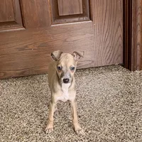 Tucker, a male Italian Greyhound for sale in Nappanee, IN – Photo 4 of 10