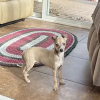 Tucker, a male Italian Greyhound for sale in Nappanee, IN – Photo 3 of 10