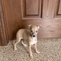 Tucker, a male Italian Greyhound for sale in Nappanee, IN – Photo 2 of 10