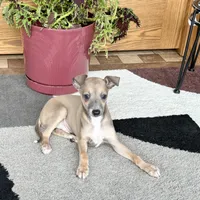 Tucker, a male Italian Greyhound for sale in Nappanee, IN – Photo 6 of 10